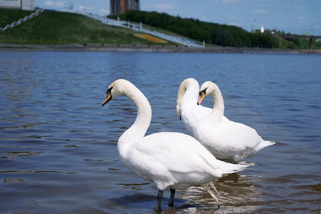 После зимовки на чебоксарский залив вернули белых лебедей